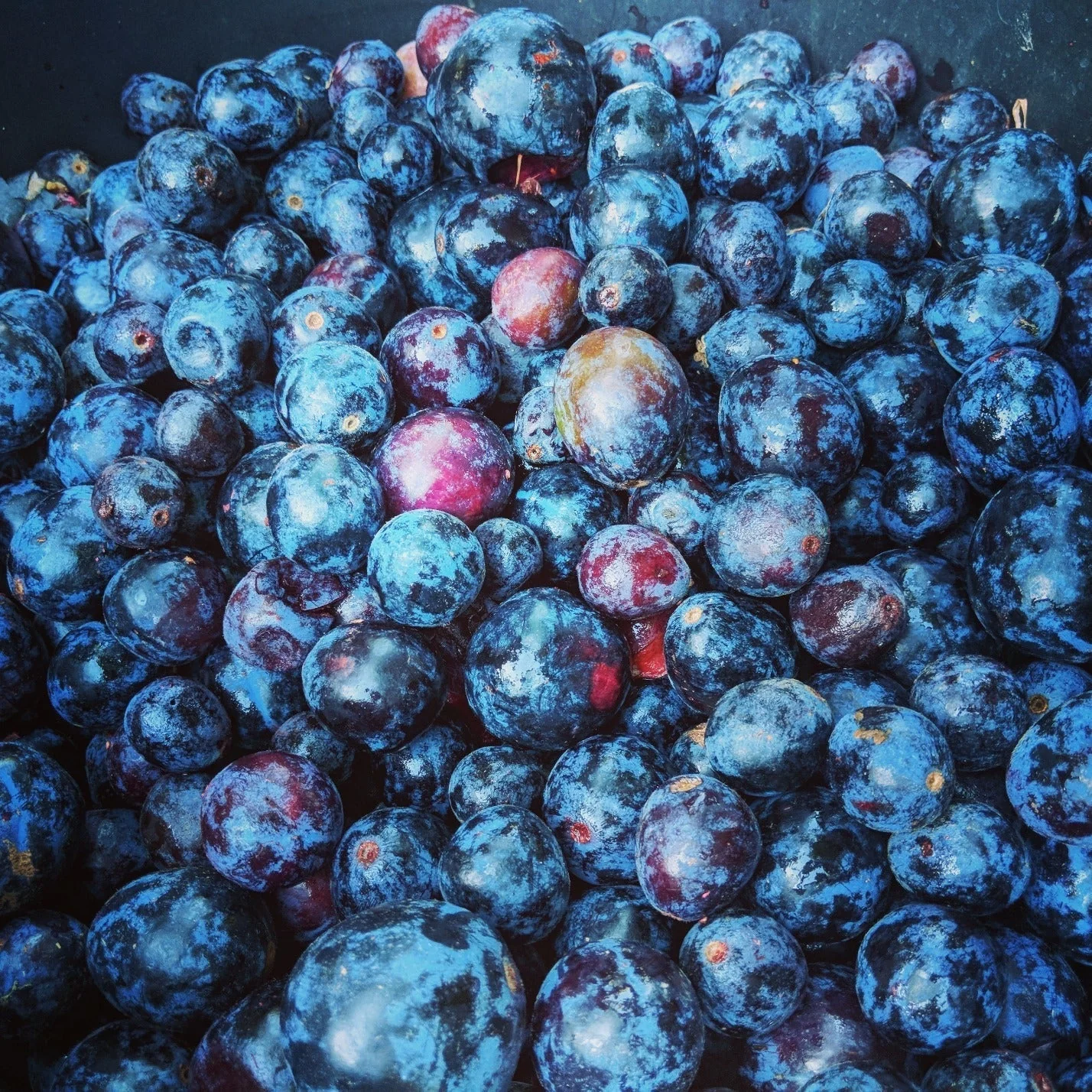 500g Freeze Dried Davidson Plum Powder - Image 4