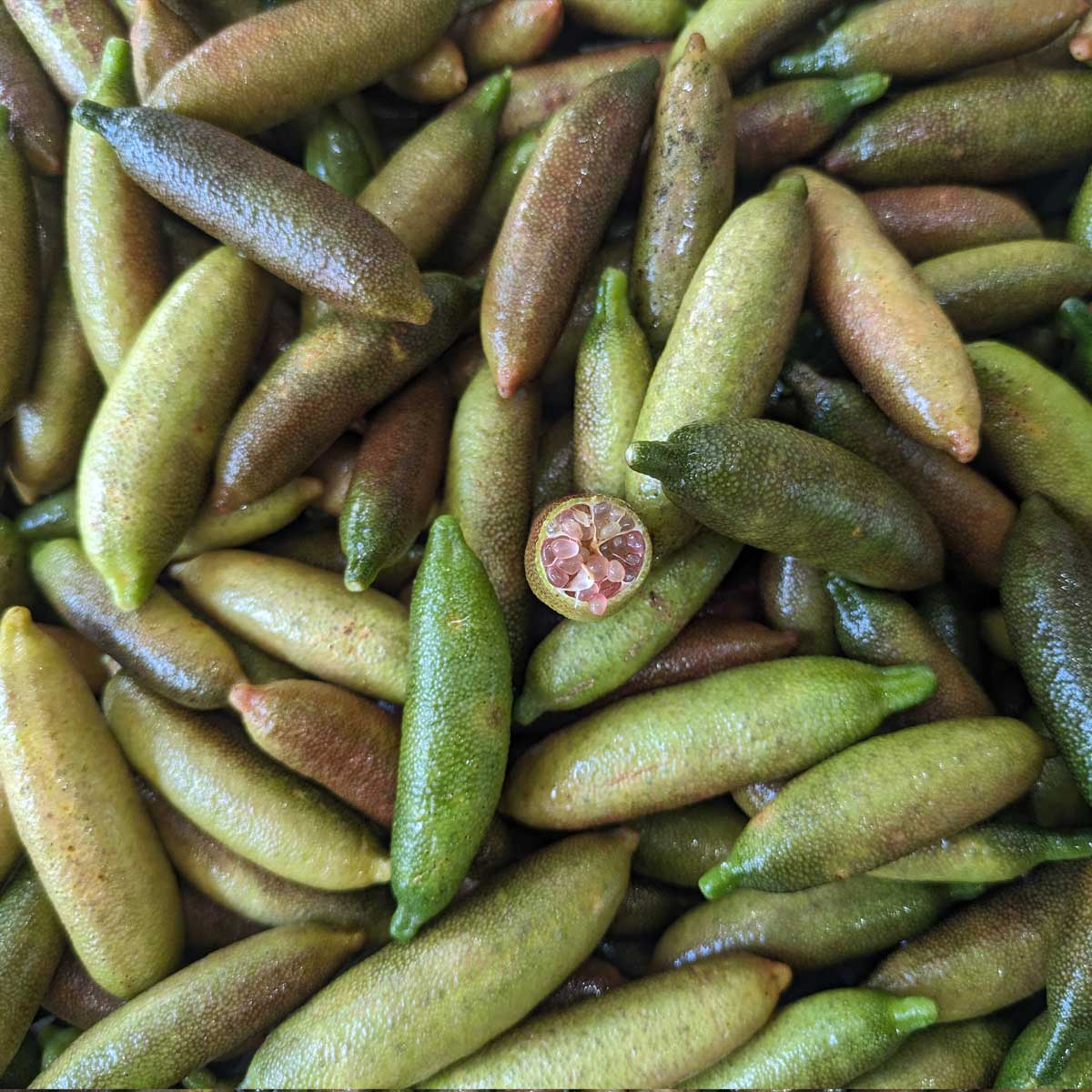 Frozen Finger Lime Fruit (15kg) - Image 5